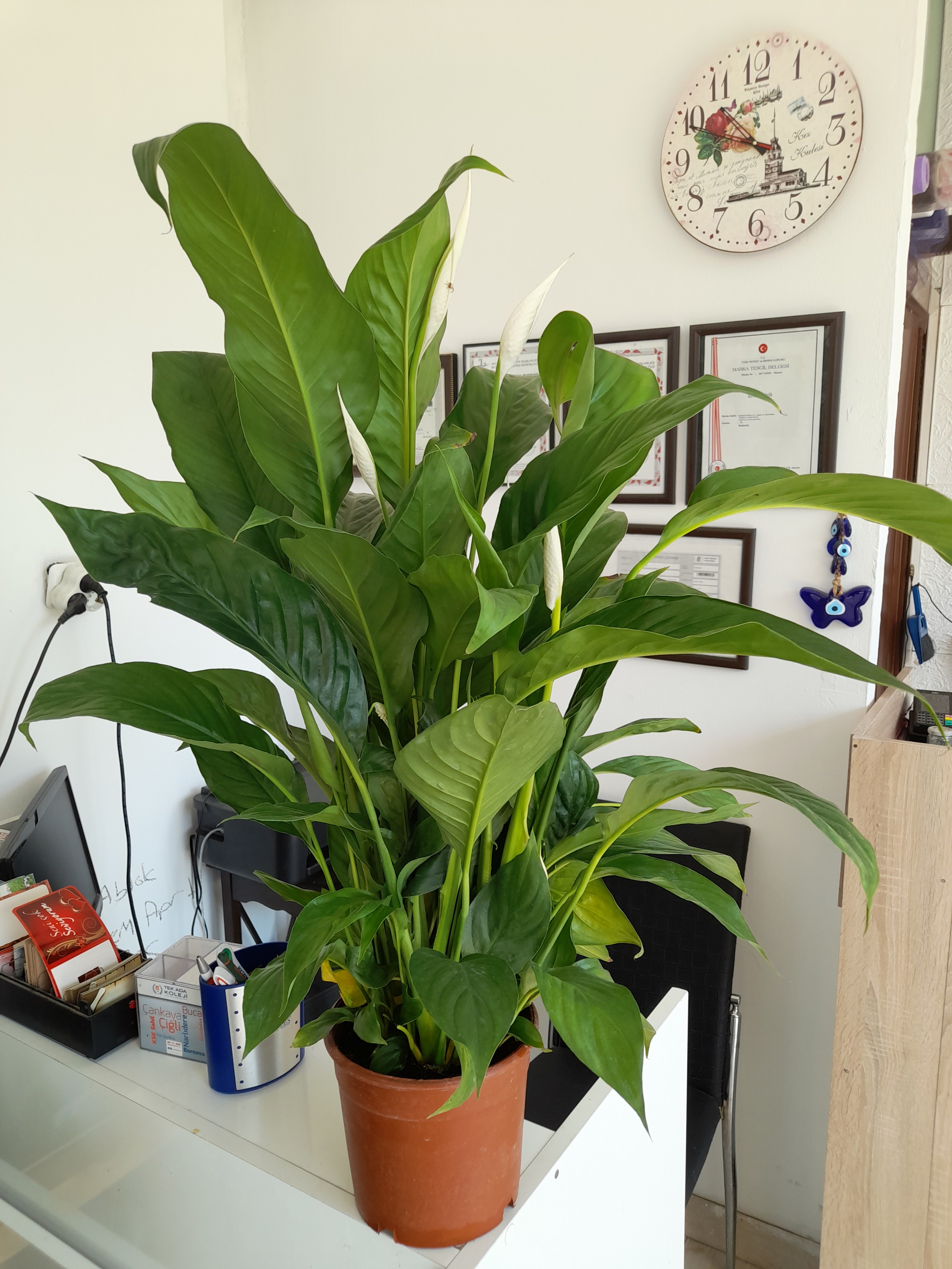 pınarbaşı çiçekçi,barış çiçeği